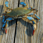 The Best CD Rates in Maryland