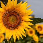 Best CD Rates in Kansas