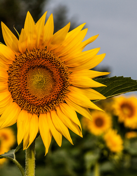 Best CD Rates in Kansas