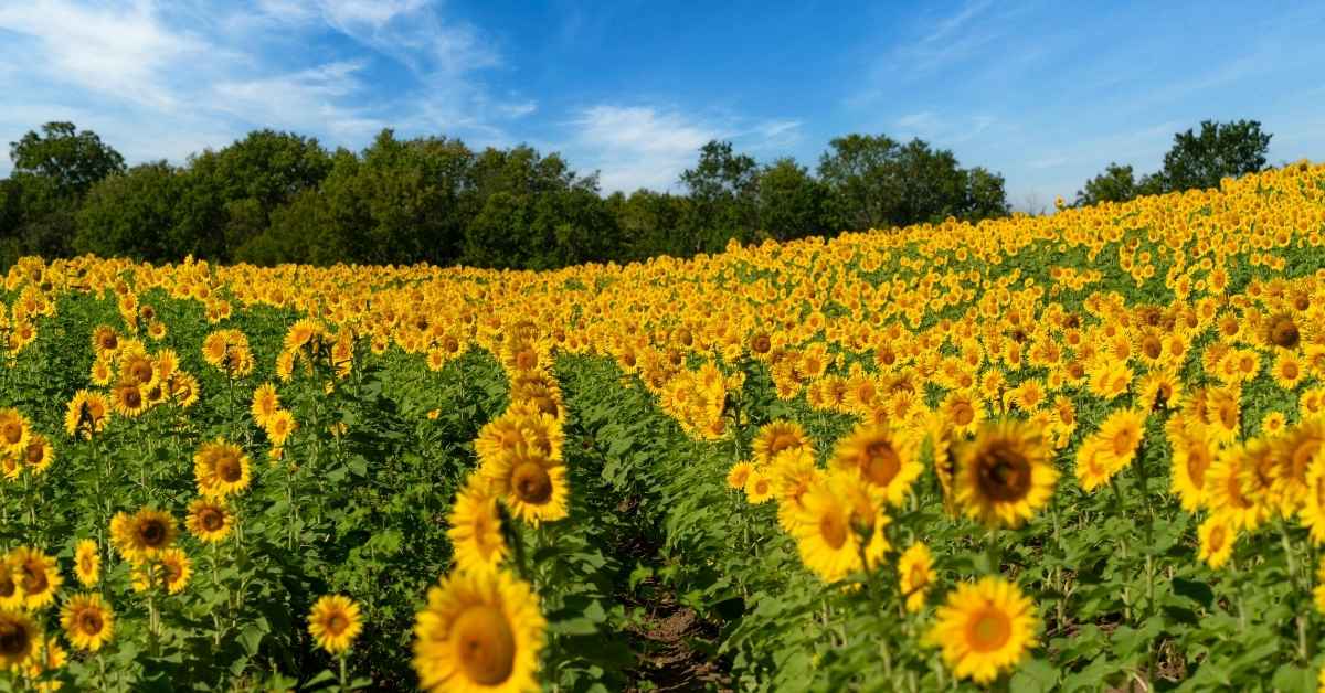 Best CD Rates in Kansas