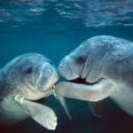 Best CD Rates in Florida