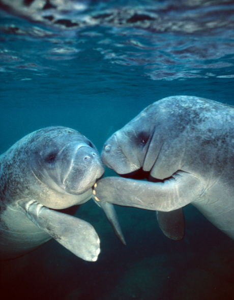 Best CD Rates in Florida