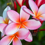 Best CD Rates in Hawaii