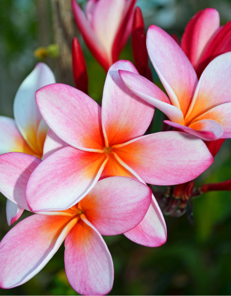 Best CD Rates in Hawaii