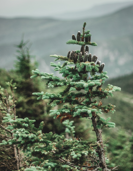 Best CD Rates in New Hampshire