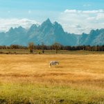 Best CD Rates in Wyoming