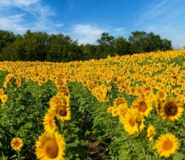 Best CD Rates in Kansas