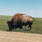 Best CD Rates in North Dakota